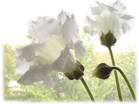 whiteflowers.jpg