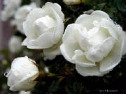 whiteroses.jpg